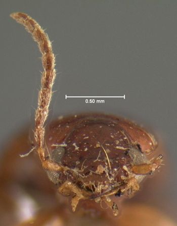 Media type: image;   Entomology 5941 Aspect: head frontal view